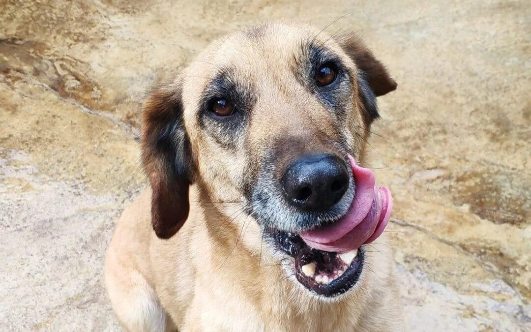 Hope, female mixed breed for adoption at Canile Rifugio degli Iblei