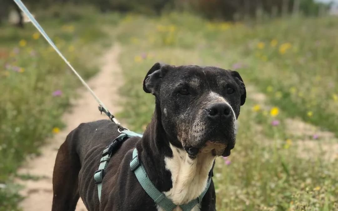 Peppa Pit, female Pit Bull Terrier for adoption at Canile Rifugio degli Iblei