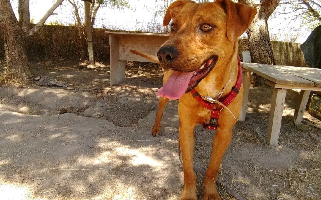 Rocky, male mixed breed for adoption at Canile Rifugio degli Iblei