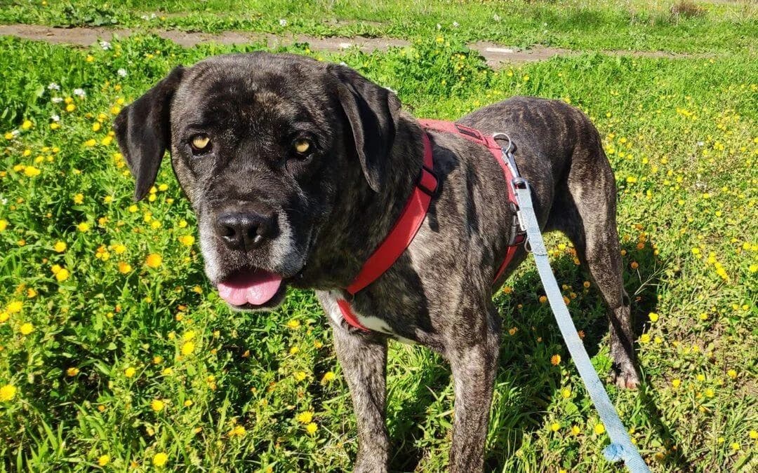 Rhum, male Cane Corso for adoption at Canile Rifugio degli Iblei