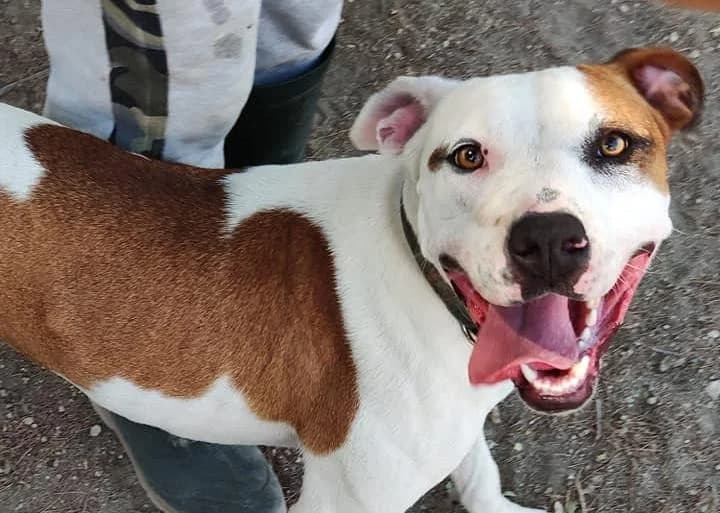 Xena, female 7yo mixed breed for adoption at Canile Rifugio degli Iblei