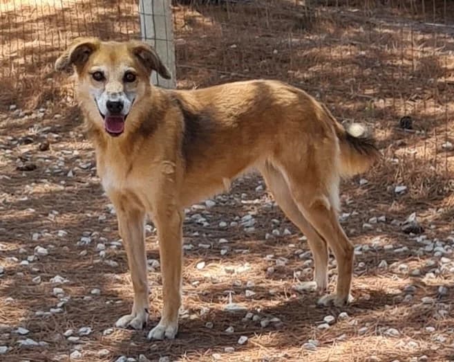 Corsica, female senior mixed breed for adoption at Canile Rifugio degli Iblei