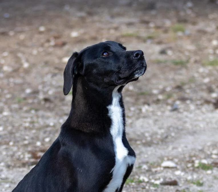 Lenny, male Cane Corso for adoption at Canile Rifugio degli Iblei