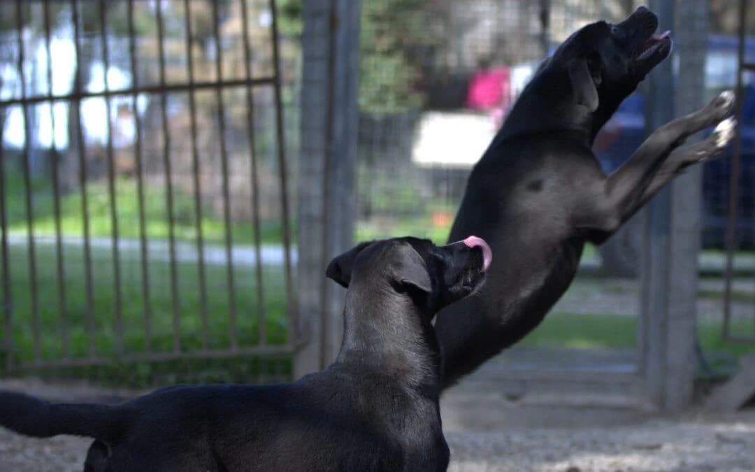 Lara, female Cane Corso for adoption at Canile Rifugio degli Iblei