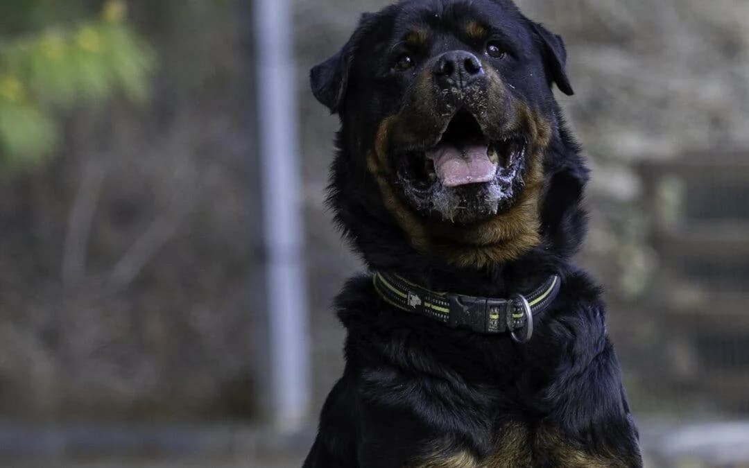 Dylan/Giulio, male senior Rottweiler for adoption at Canile Rifugio degli Iblei