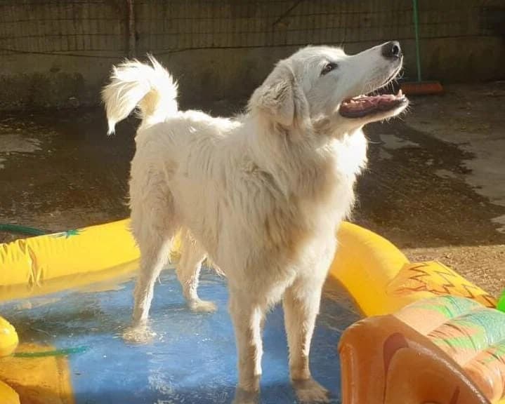 Mario, male mixed breed for adoption at Canile Rifugio degli Iblei