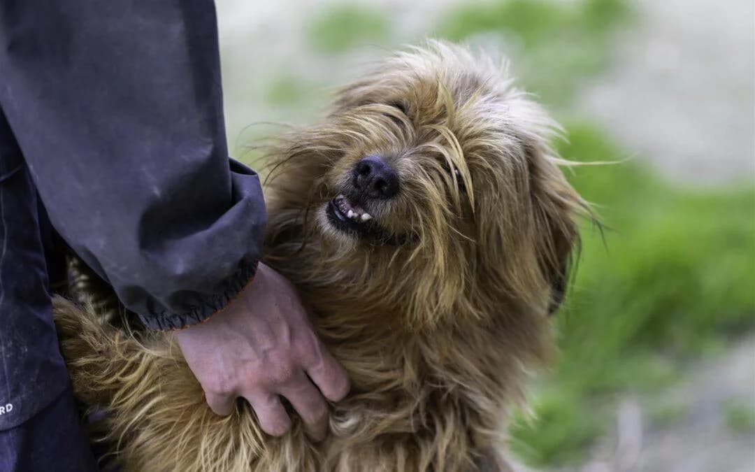 Jerry, male 6yo Yorkshire Terrier for adoption at Canile Rifugio degli Iblei