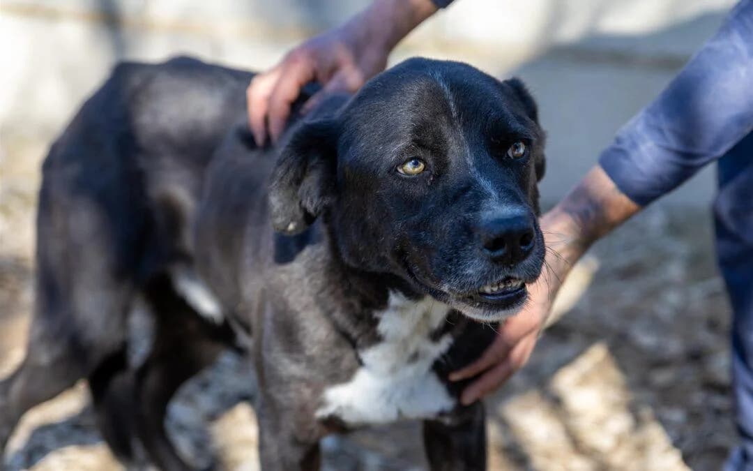 Giove, male senior mixed breed for adoption at Canile Rifugio degli Iblei