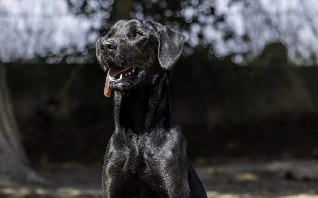 Colin, male 6yo mixed breed for adoption at Canile Rifugio degli Iblei