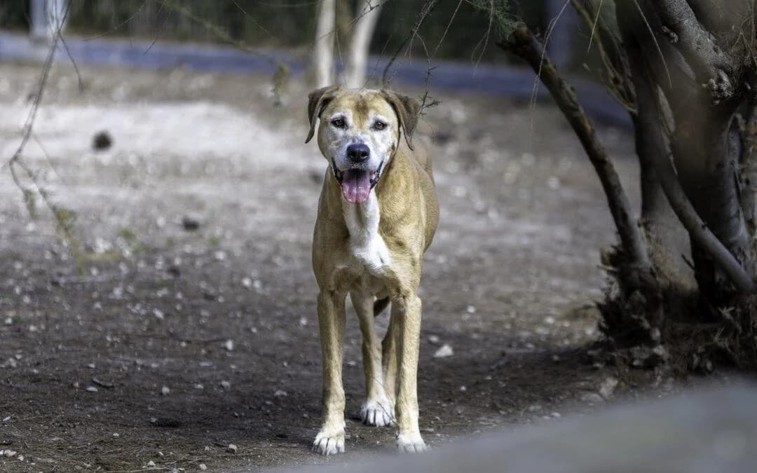 Gioia, female senior mixed breed for adoption at Canile Rifugio degli Iblei