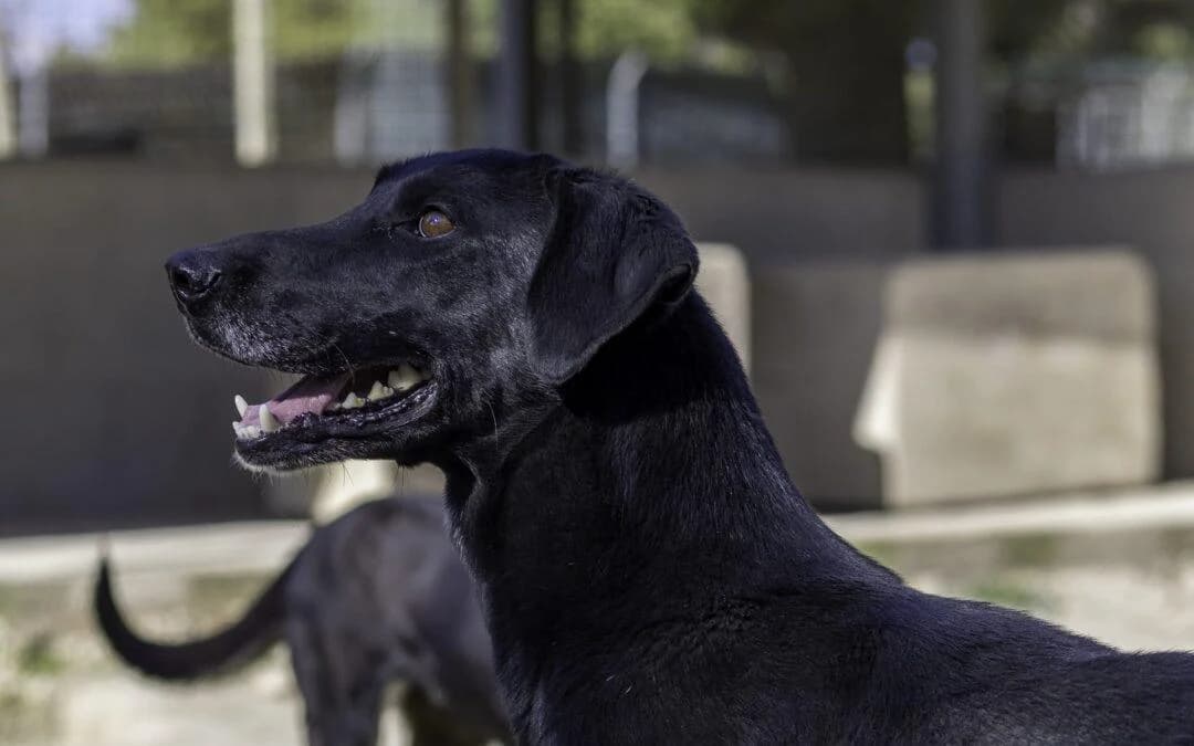 Yara, female senior mixed breed for adoption at Canile Rifugio degli Iblei