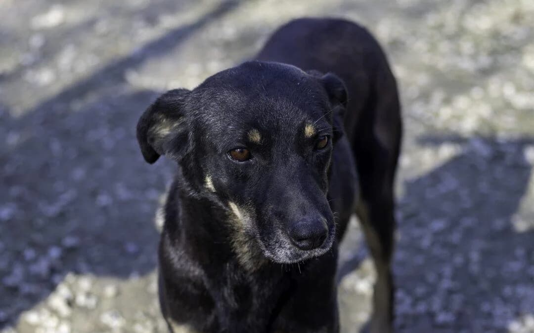 Shiva, female senior mixed breed for adoption at Canile Rifugio degli Iblei