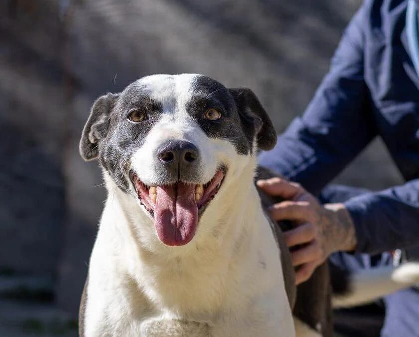 Flaminia, female senior mixed breed for adoption at Canile Rifugio degli Iblei