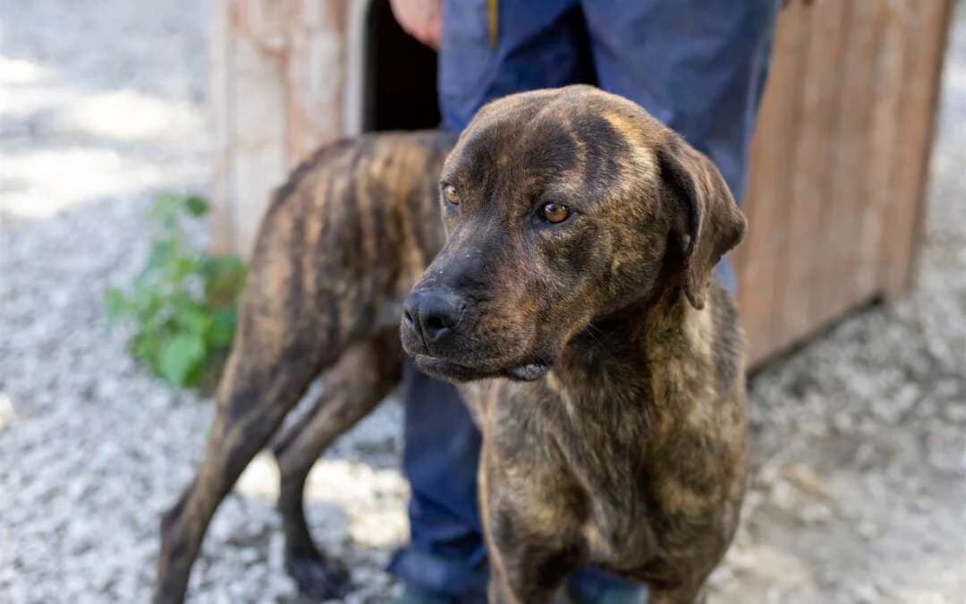 Cleo, female 5yo mixed breed for adoption at Canile Rifugio degli Iblei