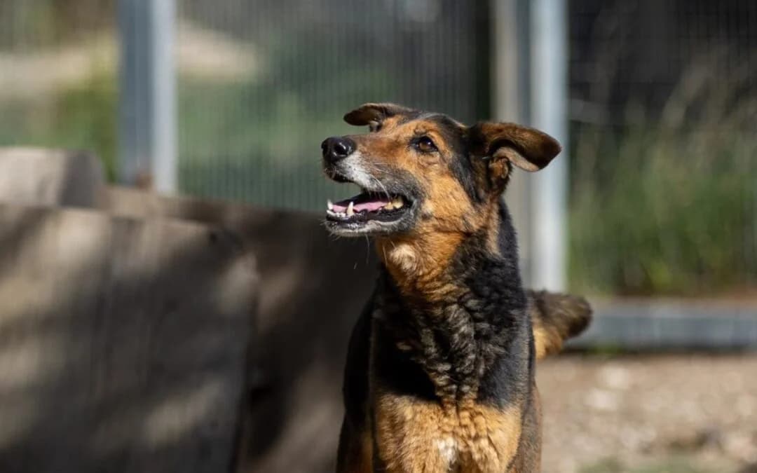 Eva, female senior mixed breed for adoption at Canile Rifugio degli Iblei