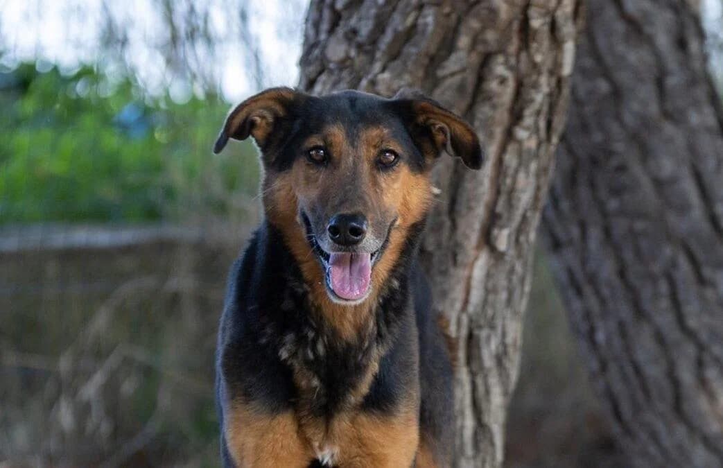 Tex, male senior mixed breed for adoption at Canile Rifugio degli Iblei