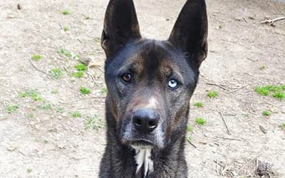 Lord Byron, male mixed breed for adoption at Canile Rifugio degli Iblei