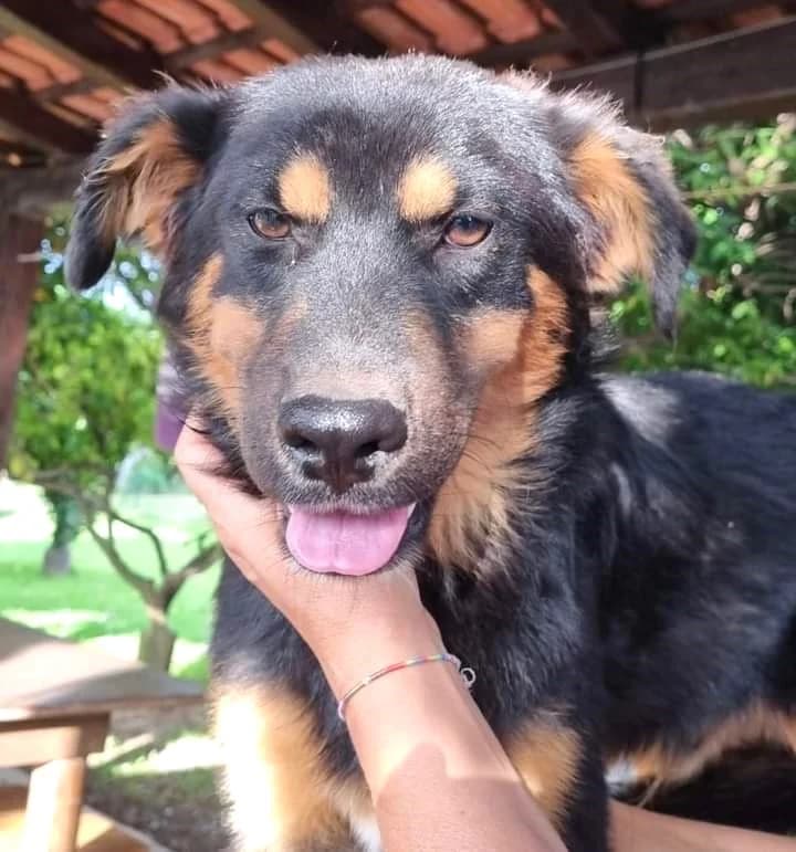 BAMBI, male puppy Mixed Breed for adoption at Rifugio Fata