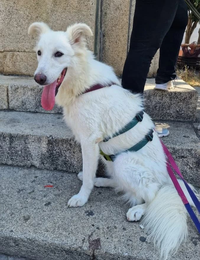 CASSIOPEA, female puppy Mixed Breed for adoption at Rifugio Fata