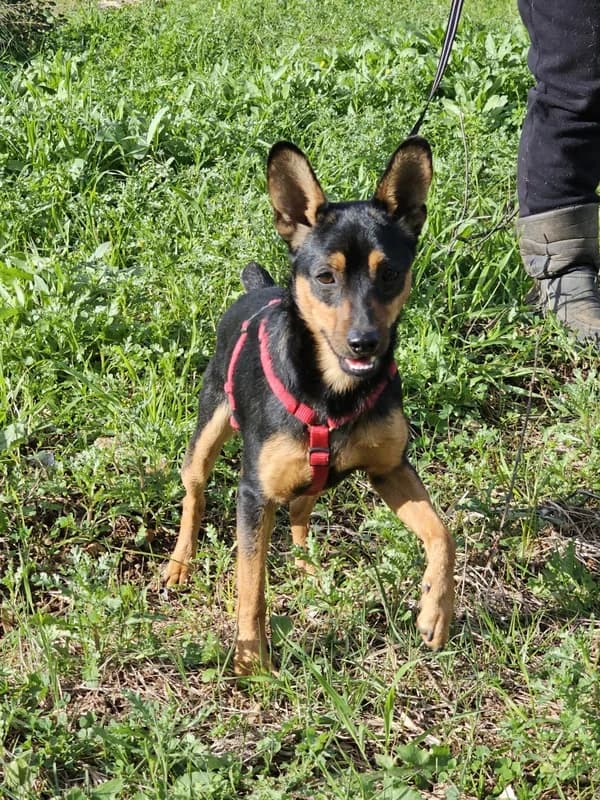 CIRO,  puppy Mixed Breed for adoption at Rifugio Fata