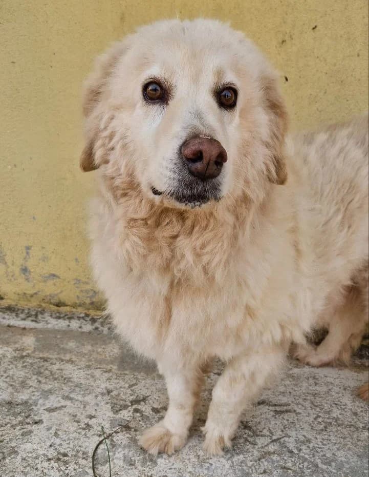 GEGIA, female puppy Mixed Breed for adoption at Rifugio Fata
