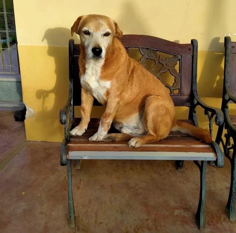 iPOD, male puppy Mixed Breed for adoption at Rifugio Fata