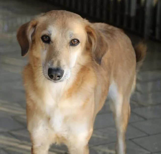 KATHY, female puppy Mixed Breed for adoption at Rifugio Fata