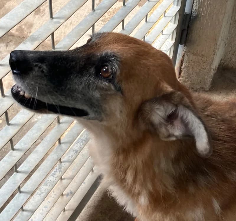 LADY,  senior Mixed Breed for adoption at Rifugio Fata