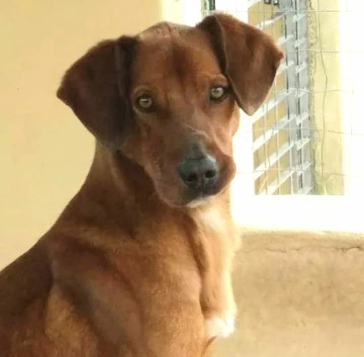 MIGUEL,  senior Mixed Breed for adoption at Rifugio Fata