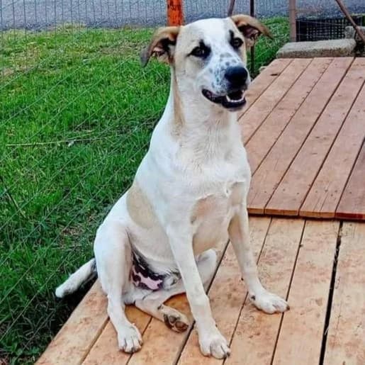 NOCE, male puppy Mixed Breed for adoption at Rifugio Fata