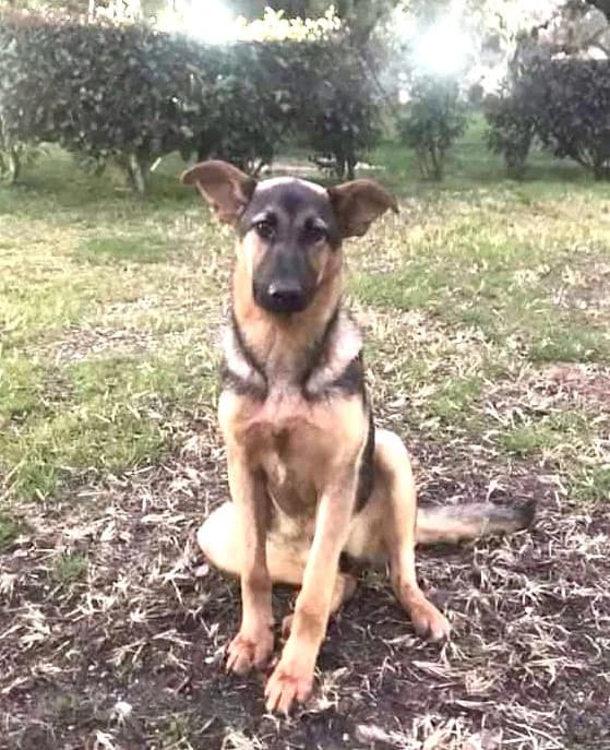 TATA, female puppy Mixed Breed for adoption at Rifugio Fata