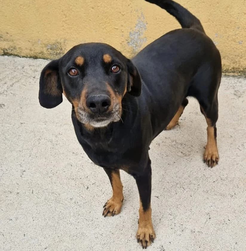 VICKY,  senior Mixed Breed for adoption at Rifugio Fata