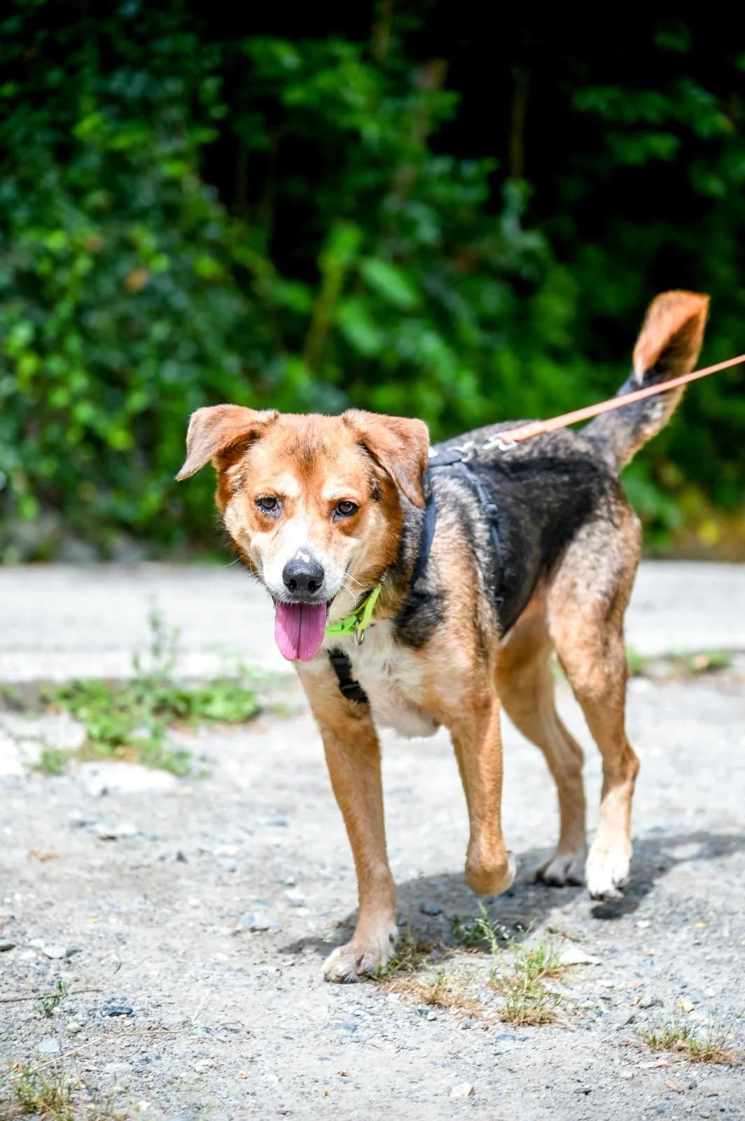 MAX,  senior mixed breed for adoption at Rifugio del Gazzo, Genova