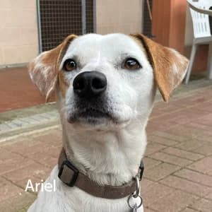 Adotta Ariel, female Mixed Breed for adoption at Rifugio il Bau (Bastardini)