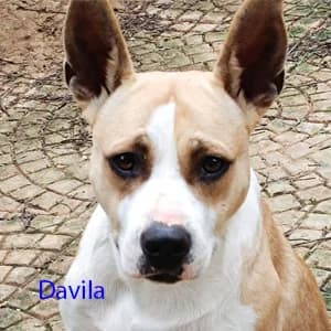 Adotta Davila, female Mixed Breed for adoption at Rifugio il Bau (Bastardini)