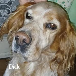 Adotta Dick, male Mixed Breed for adoption at Rifugio il Bau (Bastardini)