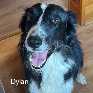 Adotta Dylan, male Mixed Breed for adoption at Rifugio il Bau (Bastardini)
