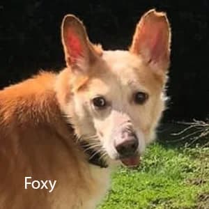 Adotta Foxy, male 6yo Mixed Breed for adoption at Rifugio il Bau (Bastardini)