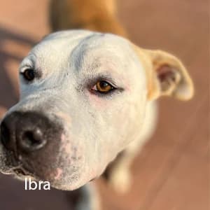 Adotta Ibra, male Mixed Breed for adoption at Rifugio il Bau (Bastardini)