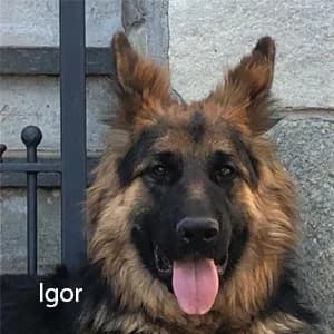 Adotta Igor, male Mixed Breed for adoption at Rifugio il Bau (Bastardini)