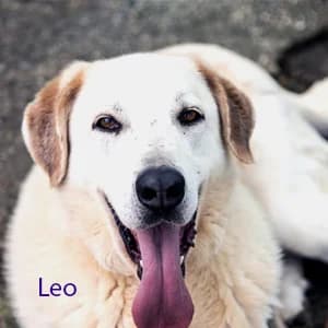 Adotta Leo, male 5yo Mixed Breed for adoption at Rifugio il Bau (Bastardini)