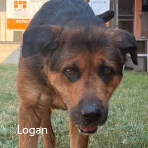 Adotta Logan, Mixed Breed (Rifugio il Bau (Bastardini))