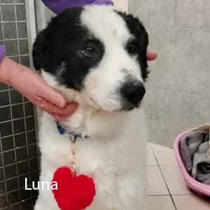 Adotta Luna, female Mixed Breed for adoption at Rifugio il Bau (Bastardini)