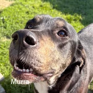 Adotta Murra, female Mixed Breed for adoption at Rifugio il Bau (Bastardini)
