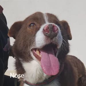 Adotta Nose, male Mixed Breed for adoption at Rifugio il Bau (Bastardini)