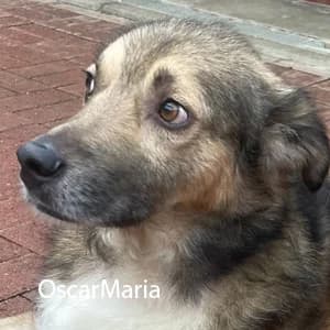Adotta Oscarmaria, male Mixed Breed for adoption at Rifugio il Bau (Bastardini)