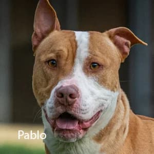 Adotta Pablo, male Mixed Breed for adoption at Rifugio il Bau (Bastardini)