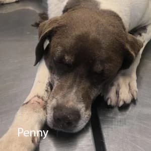 Adotta Penny, female Mixed Breed for adoption at Rifugio il Bau (Bastardini)