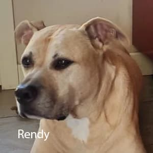 Adotta Rendy, male Mixed Breed for adoption at Rifugio il Bau (Bastardini)