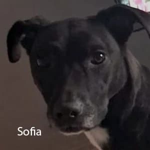 Adotta Sofia, female Mixed Breed for adoption at Rifugio il Bau (Bastardini)